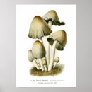 Search for fungi posters Toadstool