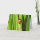 Search for ladybird cards Green