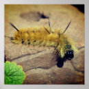 Search for dagger posters Moth