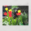 Search for funny german postcards Puppy