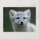 Search for arctic fox Fluffy