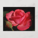 Search for single flower postcards Petal
