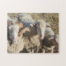 Search for lamb puzzles Farm