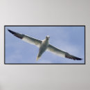Search for gannets Seabirds
