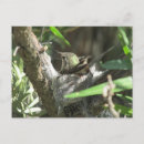 Search for mother and baby bird postcards Nature