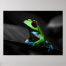 Search for tree frogs posters Toad