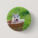 Search for huskies badges Puppy