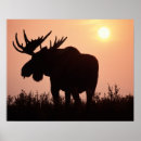 Search for ungulate posters Moose
