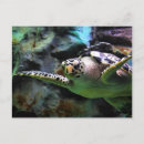 Search for turtle postcards Sea