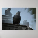 Search for jackdaws posters Crow