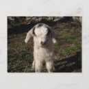 Search for lamb postcards Farm