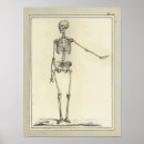 Search for vintage medical skeleton posters Anatomical