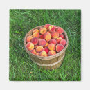 Search for baskets magnets Fruit