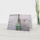 Search for weed cards Photography