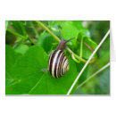 Search for mollusk cards Snail