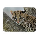 Search for captive magnets Usa