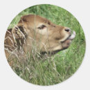 Search for cow calf stickers Cows