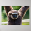 Search for gibbons posters Primate