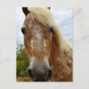 Search for appaloosas postcards Horse