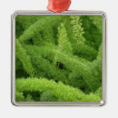 Search for adams christmas tree decorations Nobody