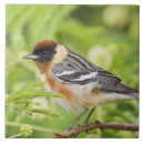 Search for warbler Migration