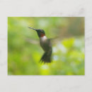 Search for ruby throat postcards Nature