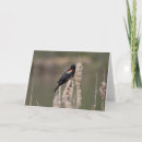 Search for blackbird cards Animals