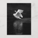 Search for waterfowl postcards Landscape