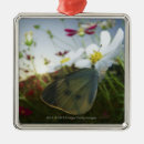 Search for flora christmas tree decorations Insect