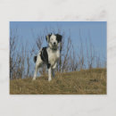 Search for raising postcards Dog