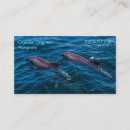 Search for bottlenose dolphin Ocean