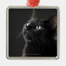 Search for front view christmas tree decorations Studio shot