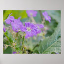 Search for geranium posters Botanical