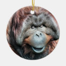 Search for orangutan christmas tree decorations Animal