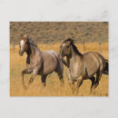 Search for herding stamps postcards Horse