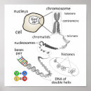 Search for cell biology posters Dna