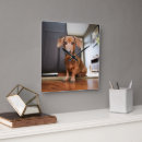 Search for animal clocks Dachshund