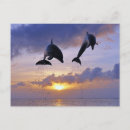 Search for jumping dolphin postcards Dolphins