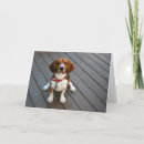 Search for cute beagles cards Canine