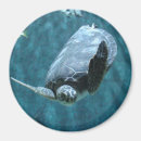 Search for turtle image magnets Ocean