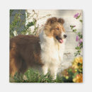 Search for shelti magnets Canine