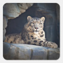 Search for snow leopard stickers Cat