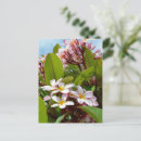 Search for frangipani postcards Tropical