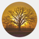 Search for bur Sunset