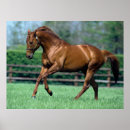 Search for thoroughbred in posters Field