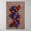 Search for dna posters Helix