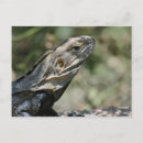Search for lizard postcards Arizona