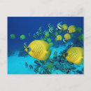 Search for fish swimming postcards Underwater