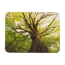 Search for beech magnets Woods