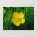 Search for buttercup postcards Meadow